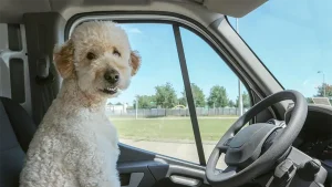  White poodle dog sitting in drivers seat in an RV