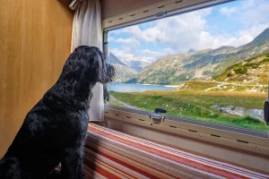 Dog looking out an RV Window